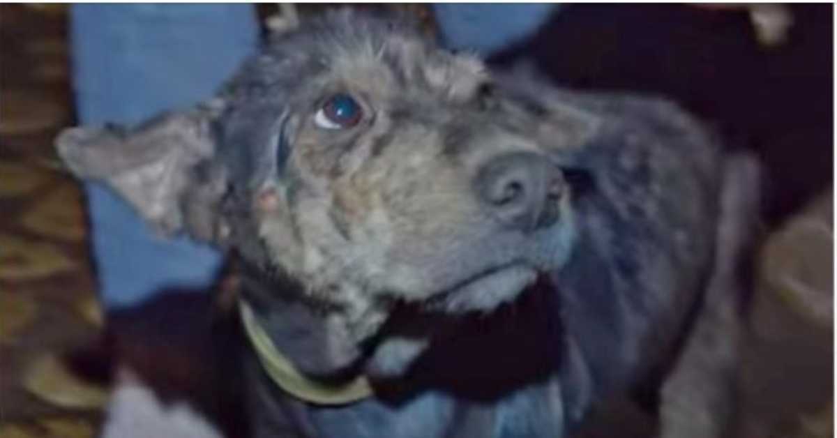 Cane debole incatenato per 5 anni piangeva mentre il soccorritore le teneva il viso tra le mani
