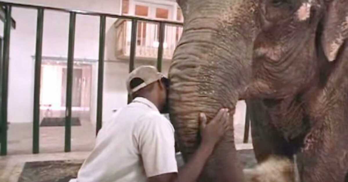 Il guardiano dello zoo libera l’elefante dopo 22 anni di prigionia