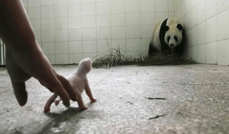 Custodi preoccupati Panda rifiuterà il suo bambino fino a quando le telecamere non cattureranno l’istinto della madre