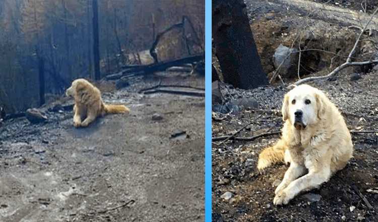 La famiglia torna a casa un mese dopo l’incendio e trova il cane ad aspettarli