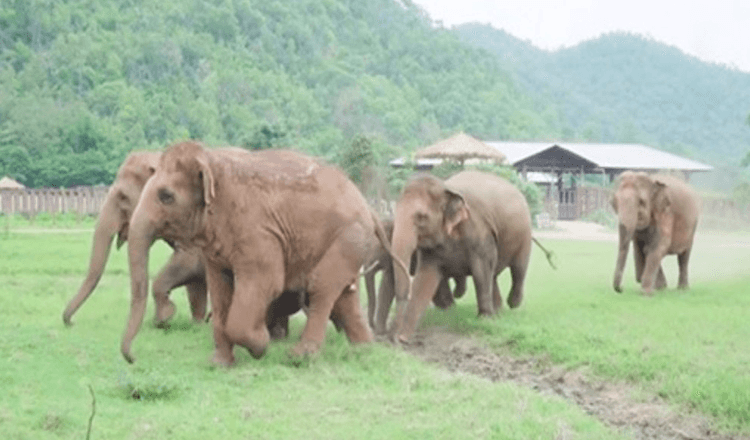 Un intero branco di elefanti corre per salutare un elefantino salvato (video)