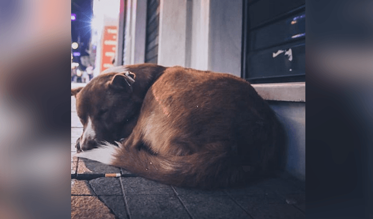 Cagna incinta viene scaricata per strada, va in giro piangendo e mendicando cibo