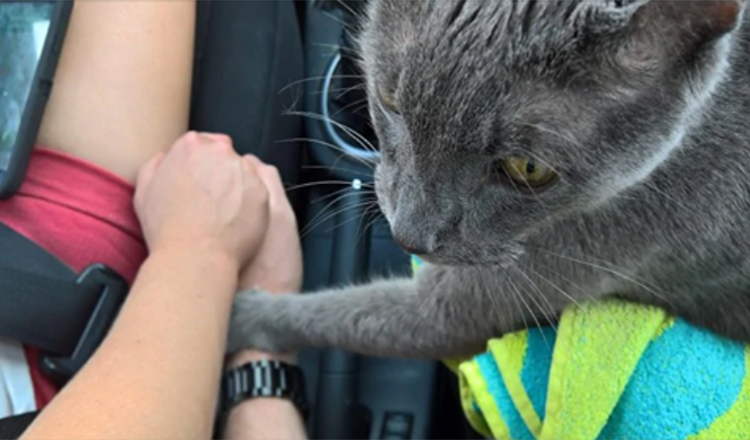 Momento commovente Il gatto morente “tiene la mano del proprietario” durante l’ultimo viaggio dal veterinario