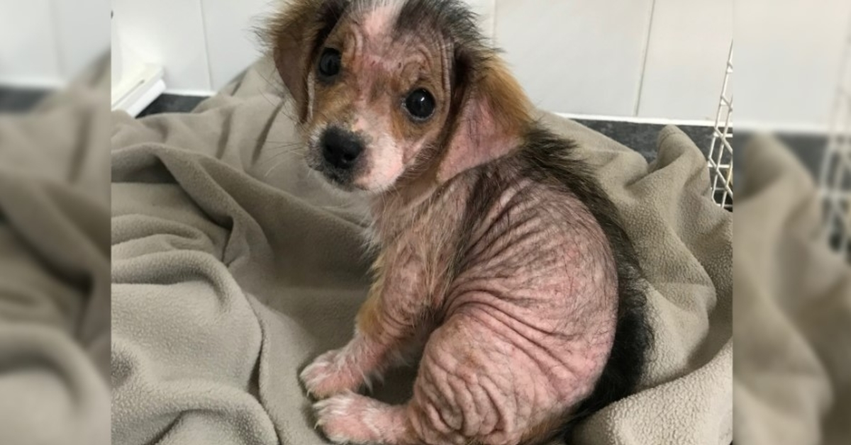 Cucciolo che ha perso il pelo sembra irriconoscibile settimane dopo essere sfuggito a proprietari negligenti