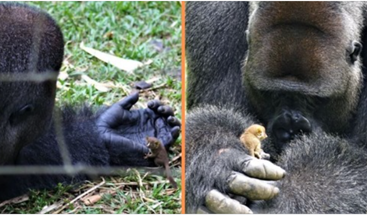 Un enorme gorilla stringe un’amicizia commovente con un piccolo cucciolo di Bush