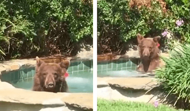 L’uomo trova l’orso seduto nella vasca idromassaggio che beve dalla sua tazza e poi fa un sonnellino