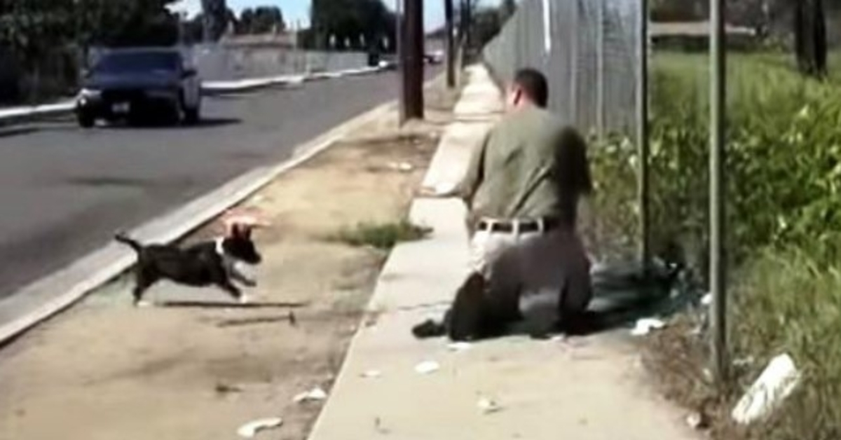 Stray Mama Dog impazzisce quando vede un uomo che intrappola il suo unico cucciolo in una rete