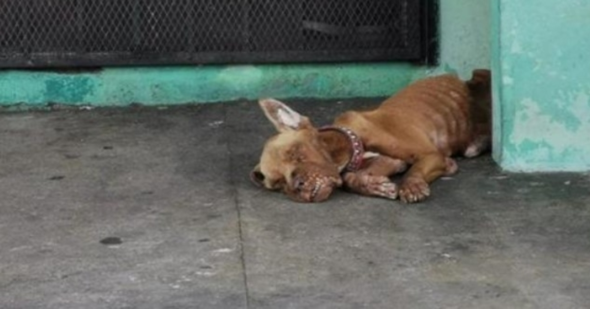 Cane abbandonato alla stazione di servizio, completamente ignorato da tutti