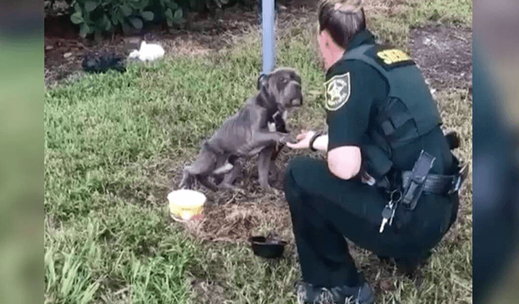 Cane legato a un palo allunga la zampa al poliziotto che è venuto a salvarlo