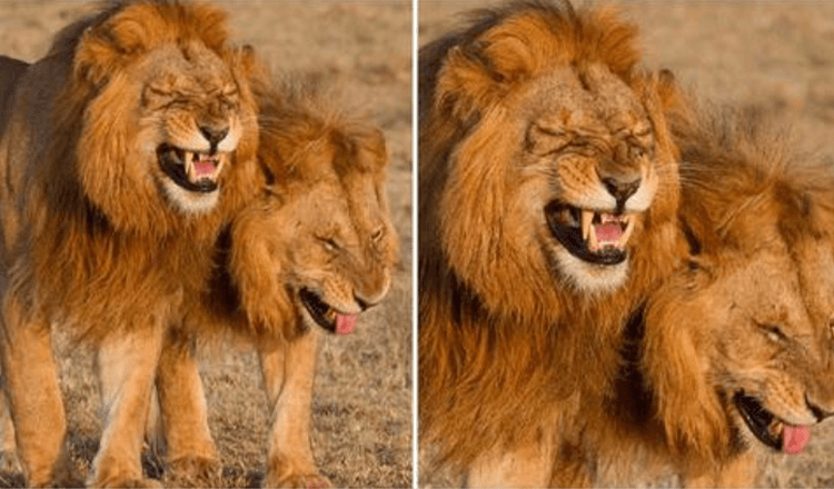 Due leoni ripresi dalla telecamera mentre ridacchiano al Masai Mara National Park, in Kenya