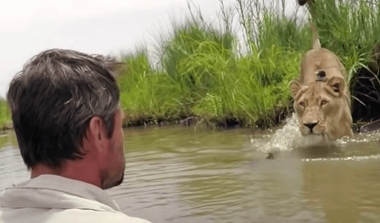 L’uomo che ha salvato due cuccioli di leone sette anni fa ritorna e li incontra faccia a faccia