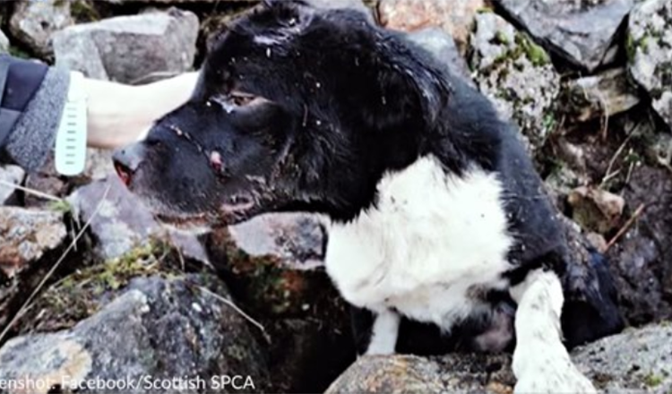 Border collie trovato sepolto vivo sotto un mucchio di sassi viene adottato da un soccorritore