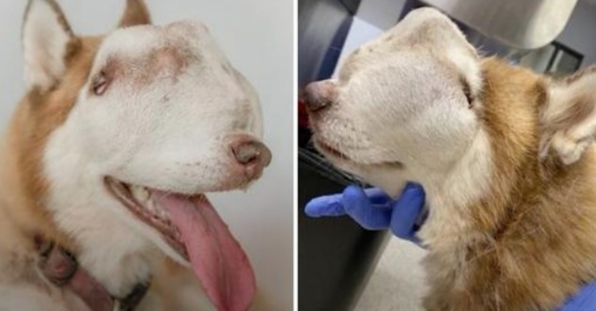 Donna adotta un husky “indesiderato” con un tumore che invade l’intera cavità nasale e il viso