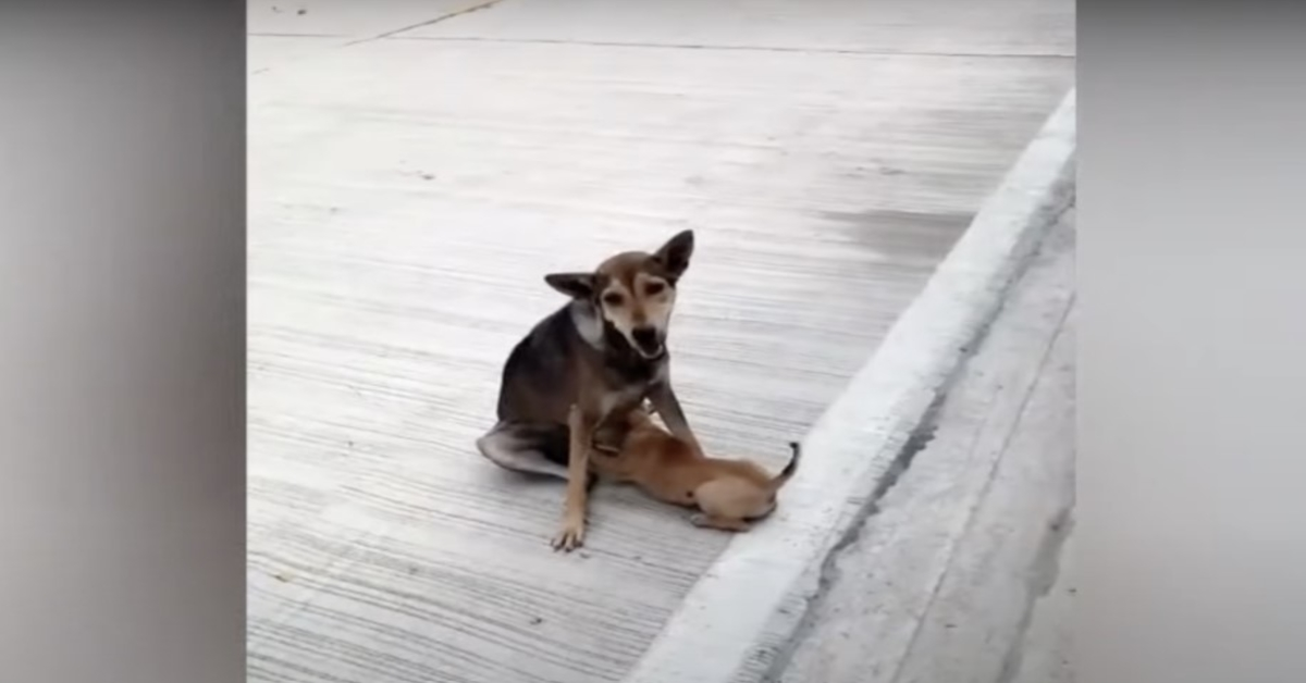 Il cane di strada fratturato continuava ad allattare e ad amare i suoi bambini come meglio poteva