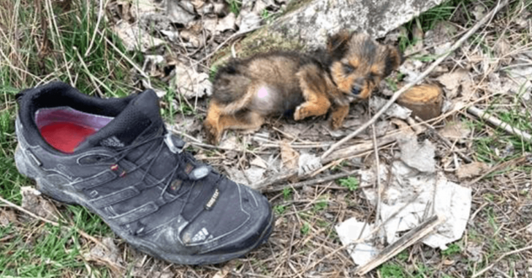 Il cucciolo buttato fuori con la spazzatura prende una vecchia scarpa per il massimo comfort