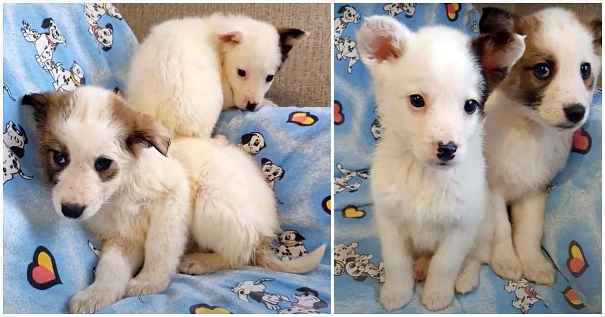 I cuccioli bagnati fradici si stringono insieme per riscaldarsi dopo essere stati lasciati congelare nella neve