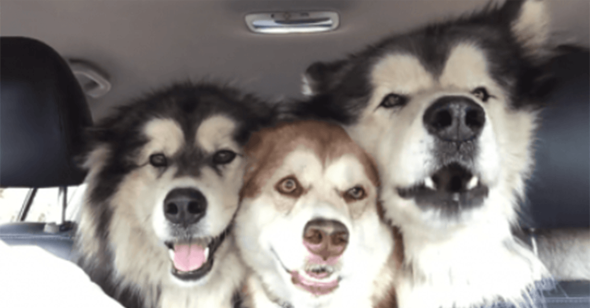 Tre Malamute stonati cantano a squarciagola all’interno dell’auto