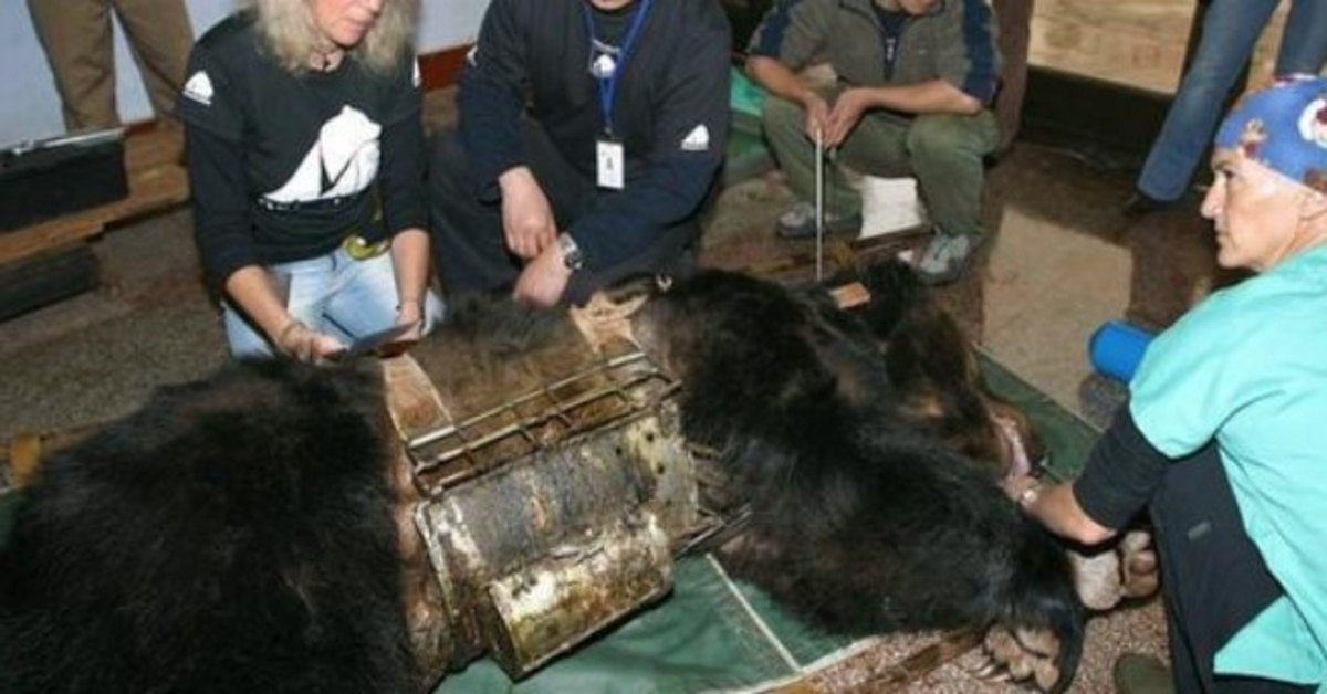 L’orso liberato da 9 anni in ‘giubbotto di tortura’ vede l’acqua per la prima volta