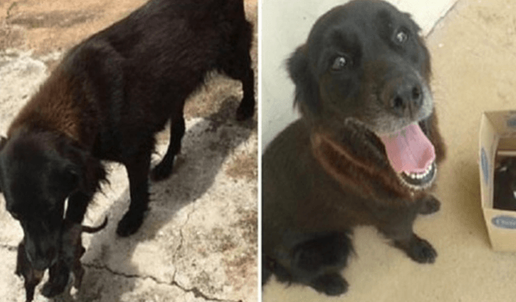 2 Hero Dogs intervengono per salvare un cucciolo che qualcuno ha gettato nella spazzatura