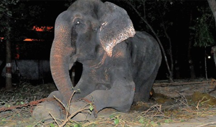 L’elefante Raju piange dopo essere stato salvato da 50 anni di sofferenze in catene