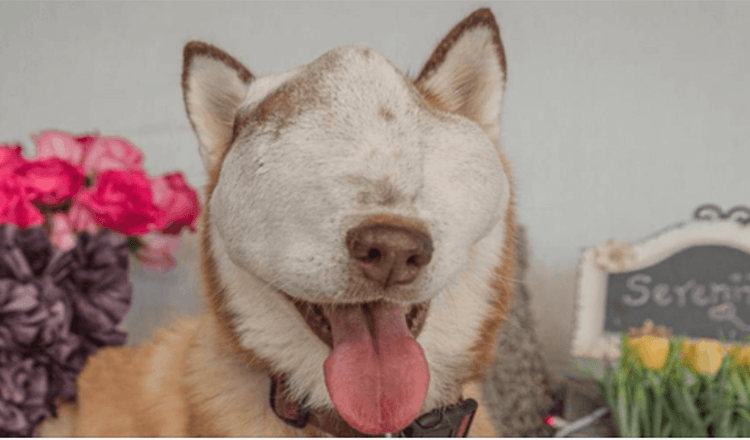 Un cane con un tumore incurabile mostra la sua bellezza