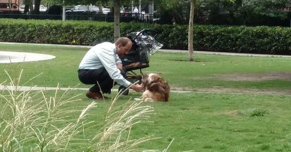 Il proprietario prende il suo cane cieco dal passeggino, anche se nessuno lo sta guardando quando si china