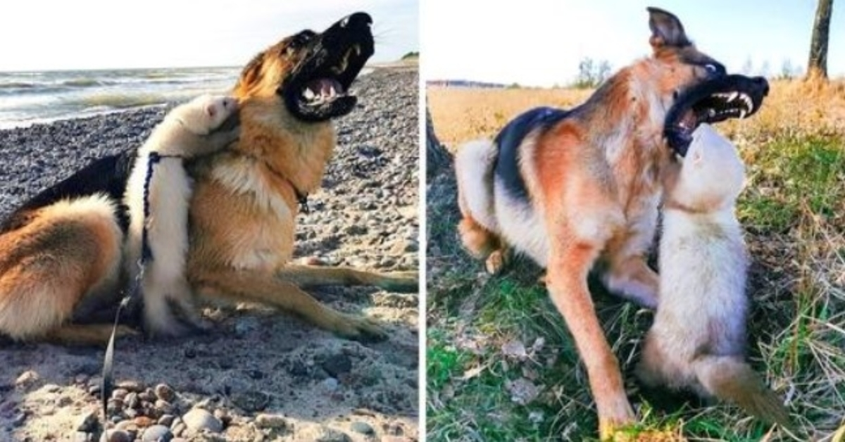 La donna sperava che Big Dog e Furetto diventassero amici, ma il cane ha aperto la bocca