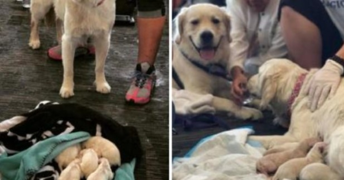 Tutti all’aeroporto si fermarono quando il dolce cane guida si sdraiò e iniziò a piagnucolare