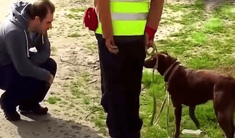 Il cane non ha riconosciuto suo padre dopo essersi perso per 3 anni, poi papà si è accovacciato