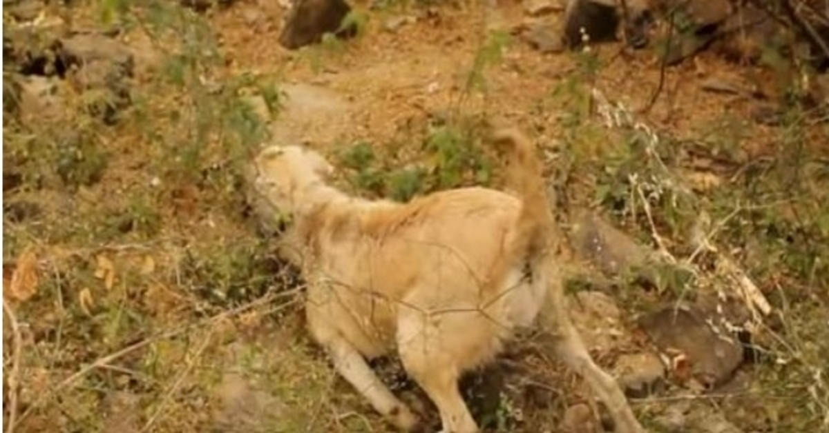 Cane incinta vittima di un mordi e fuggi lasciato a lottare tra i cespugli