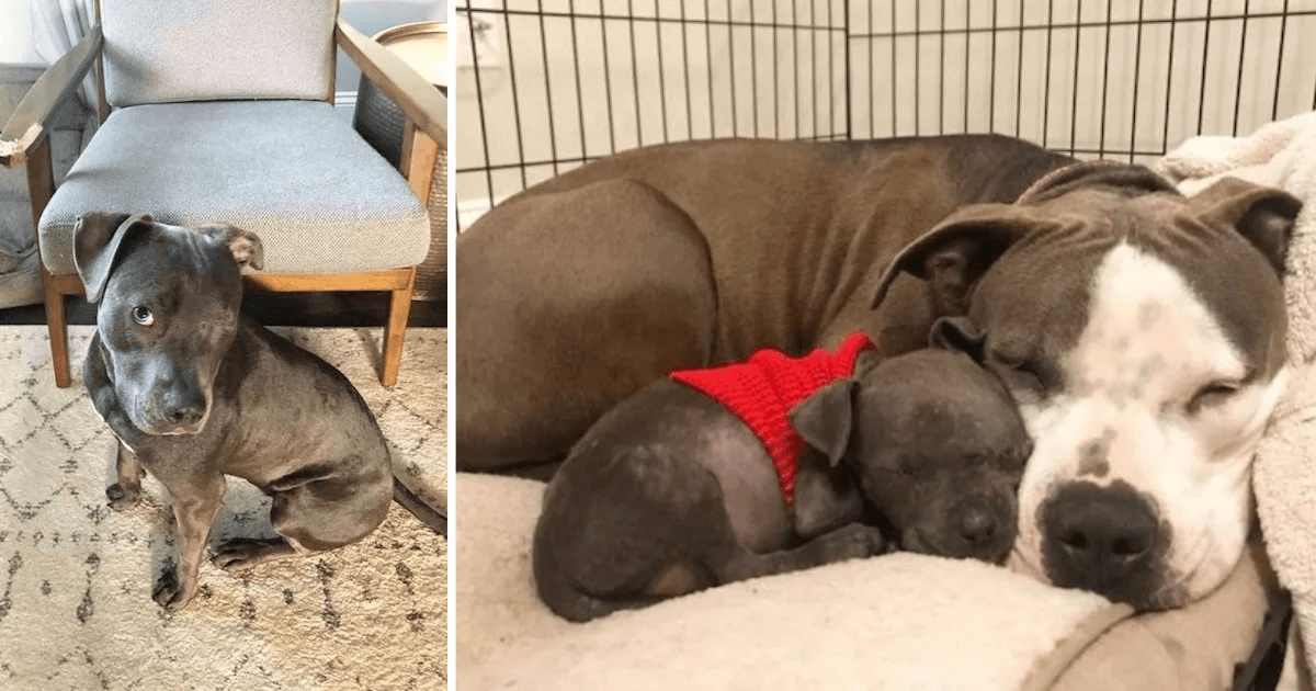 Pitbull dal cuore spezzato che ha perso i suoi cuccioli trova uno scopo con il cucciolo orfano