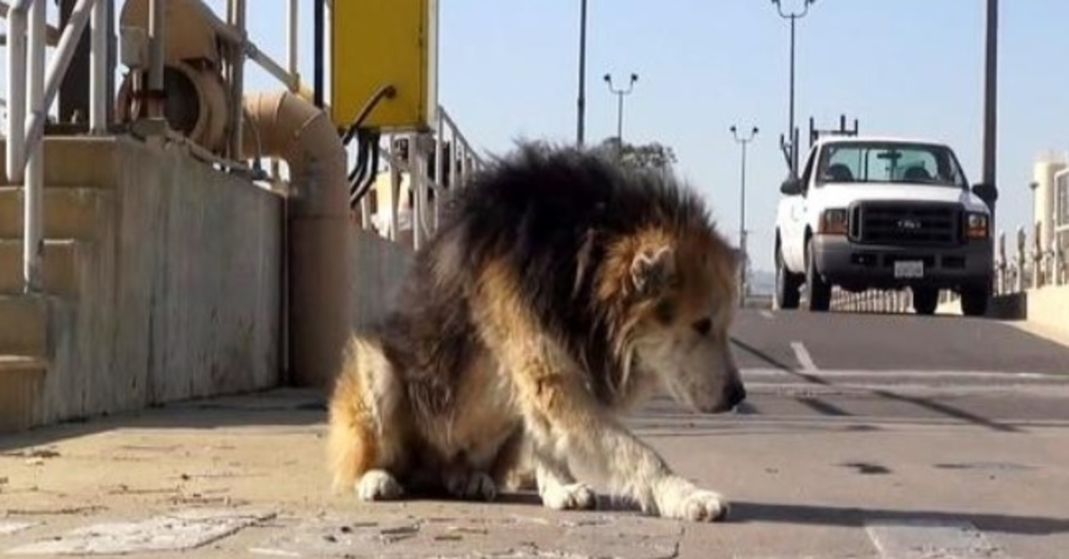 Cane anziano scaricato in un impianto di trattamento pericoloso cade nelle fogne e puzza di marcio