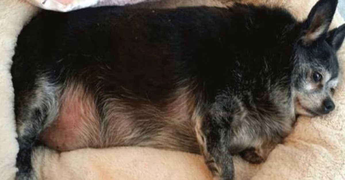 Una donna incontra un chihuahua in sovrappeso e rimane senza fiato