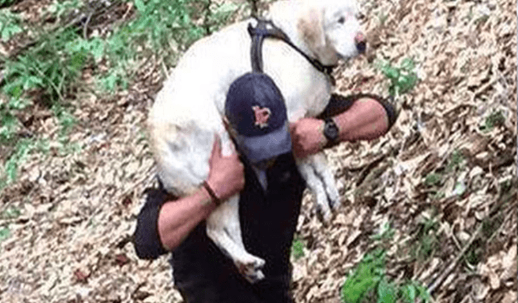 Il cane cieco scomparso da più di una settimana viene salvato