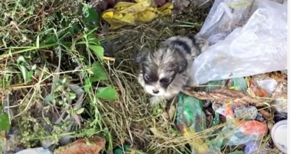 La signora che pattugliava la “discarica di cani” ha trovato freddo, bambino in preda al panico gettato lì di proposito