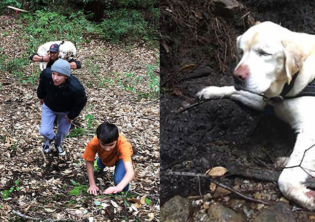 Cane cieco perso nella foresta per 1 settimana trovato e salvato da un vigile del fuoco