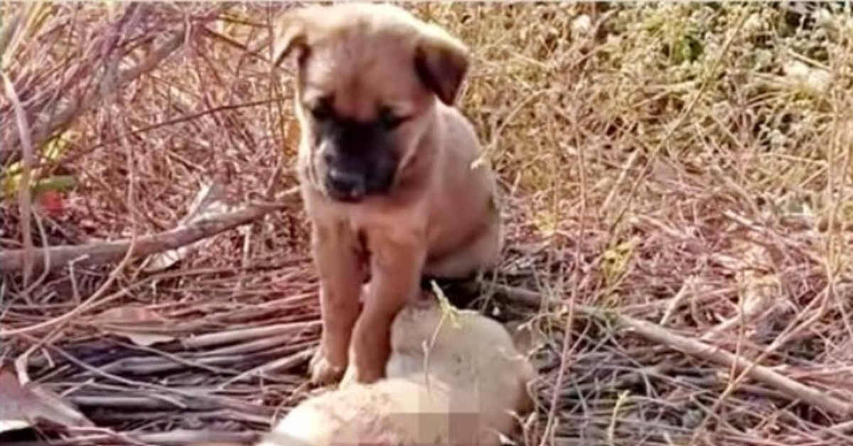 Il cucciolo abbandonato ha pianto perché sua sorella si svegliasse, mettendo le zampe sul suo corpicino