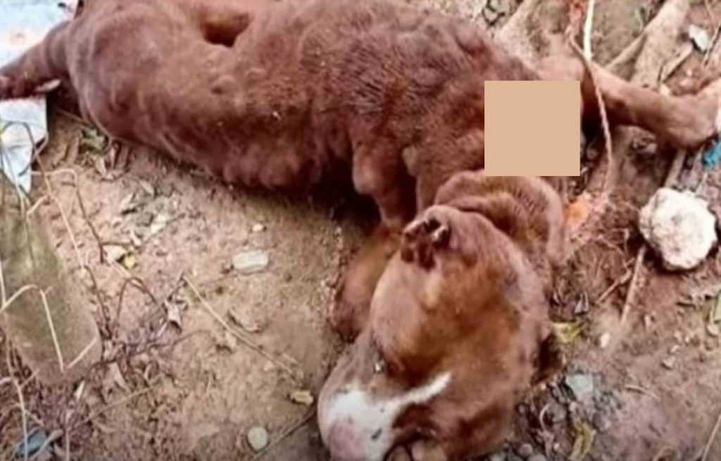 Il cane di passaggio ha alzato lo sguardo per dire “Anche se non ce la faccio, per favore amami comunque”