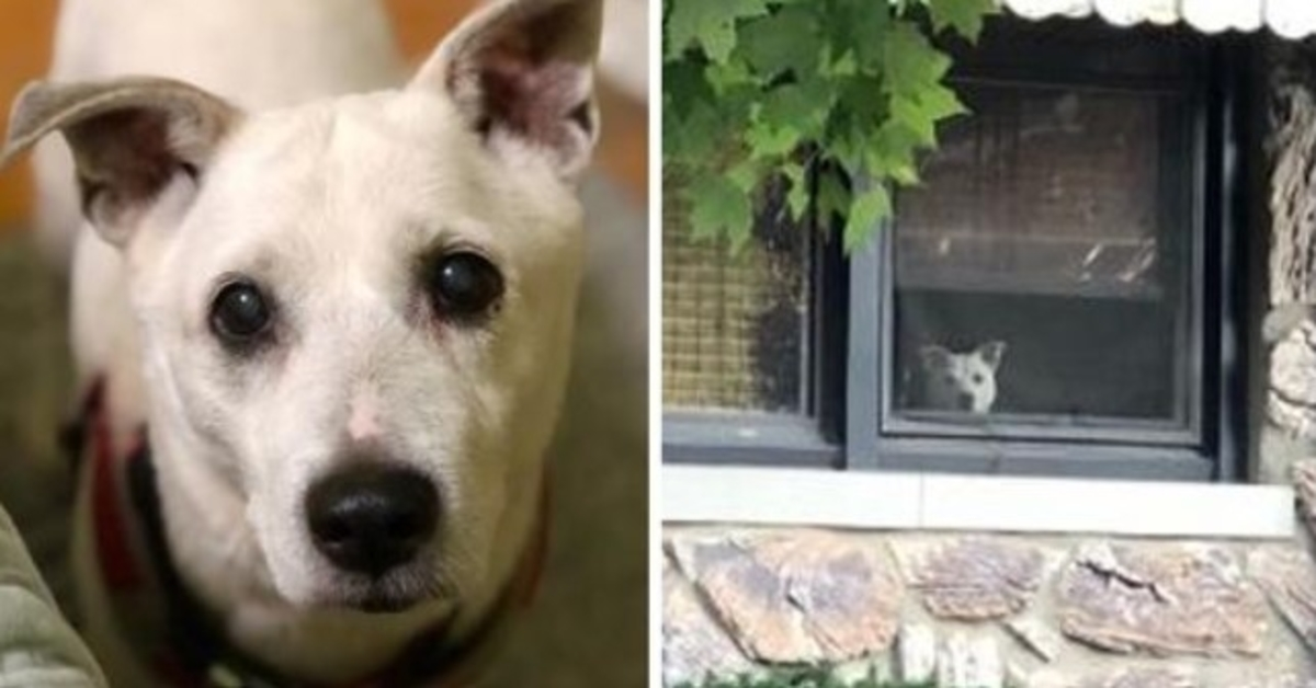 Il cane è morto dopo essere rimasto seduto vicino alla finestra per 11 anni in attesa che il suo padrone tornasse a casa