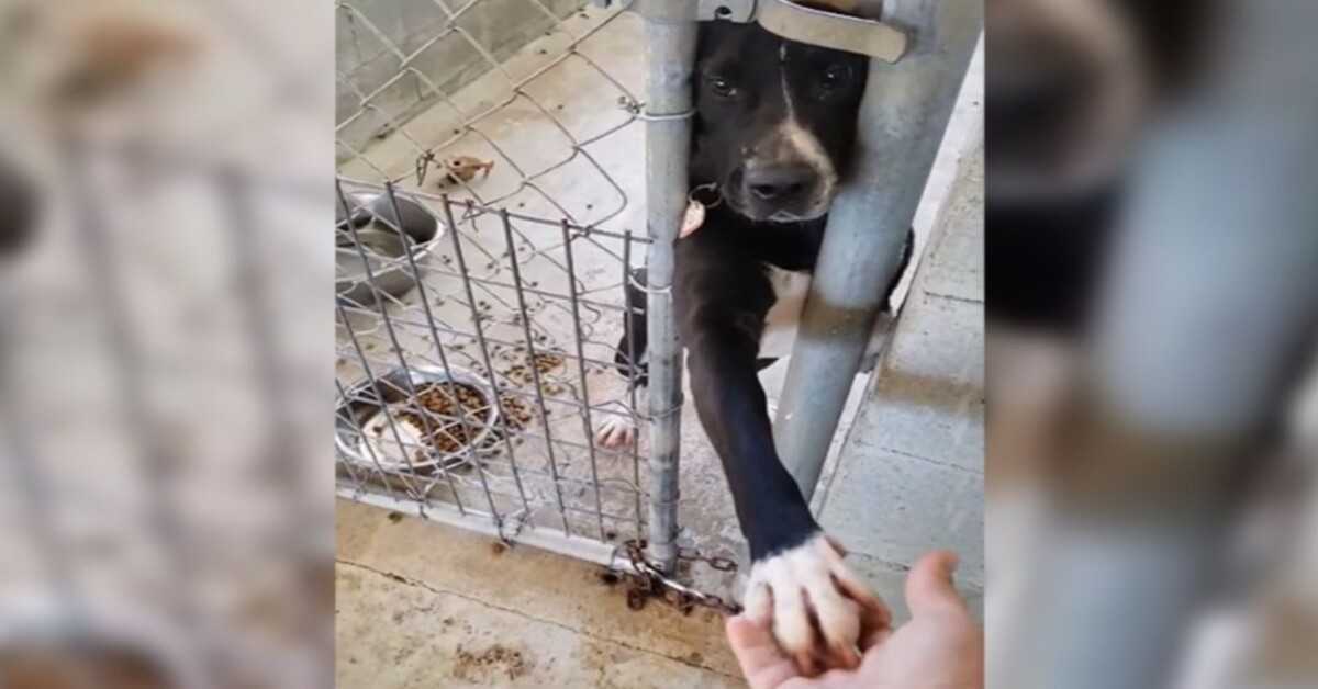 Il cane si siede nel rifugio chiedendo di tenere la mano di chiunque passi