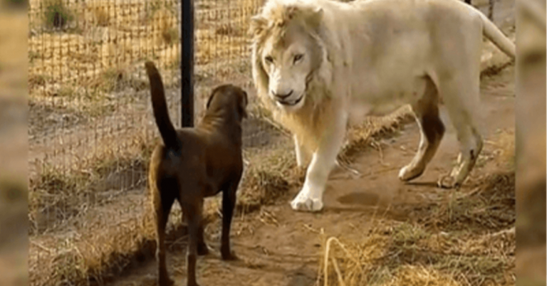 Labrador si trova faccia a faccia con un enorme leone bianco, ma il leone le afferra la gamba