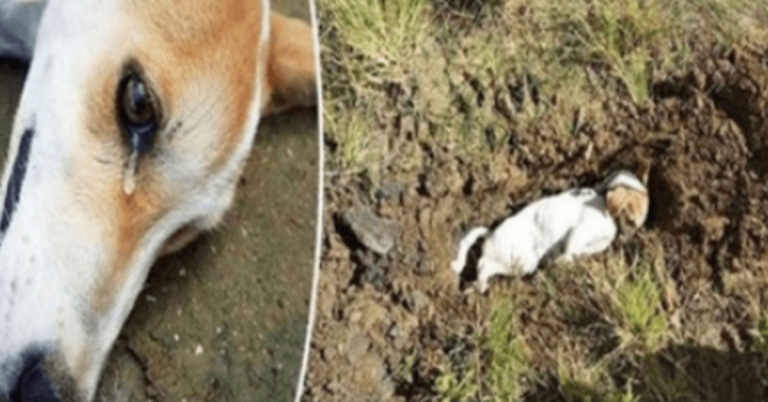 Un cane fedele ha sacrificato la propria vita per salvare i proprietari da un intruso domestico