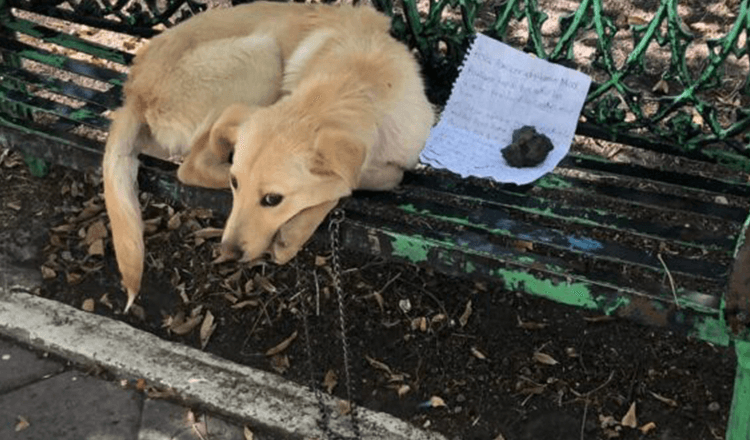 Cucciolo terrorizzato trovato abbandonato su una panchina con una nota straziante