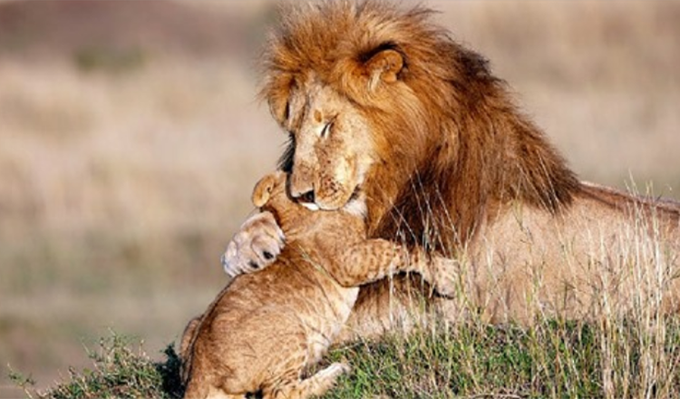 Il fotografo cattura il papà leone e il cucciolo in un abbraccio magico – Real Life Lion King (+5 foto)