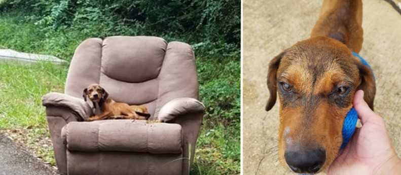 Cucciolo affamato è stato scaricato sulla strada sulla sedia e aveva troppa paura di lasciarlo per trovare cibo