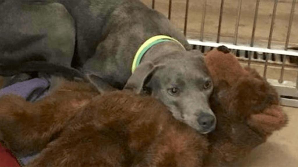 Il fedele cane abbandonato in un rifugio con il suo orsacchiotto trova un padre che non le farebbe mai una cosa del genere