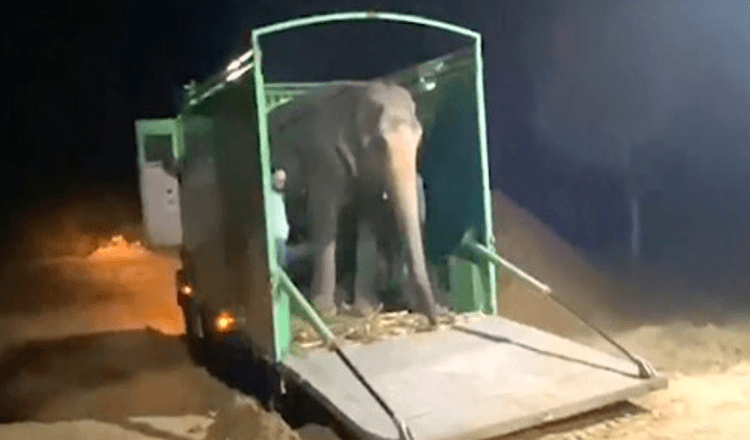 L’elefante cieco ha finalmente avuto il suo primo assaggio di libertà dopo 46 anni di abusi in cattività