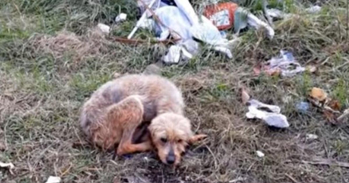 Il vecchio cane cieco abbandonato non è riuscito a orientarsi, si è sdraiato e si è arreso