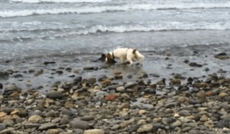 Cane fa una scoperta vicino al bordo dell’oceano, si rifiuta di muoversi fino a quando il proprietario non lo aiuta