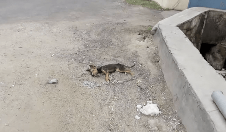 Cucciolo morente scodinzola mentre i soccorritori si avvicinano